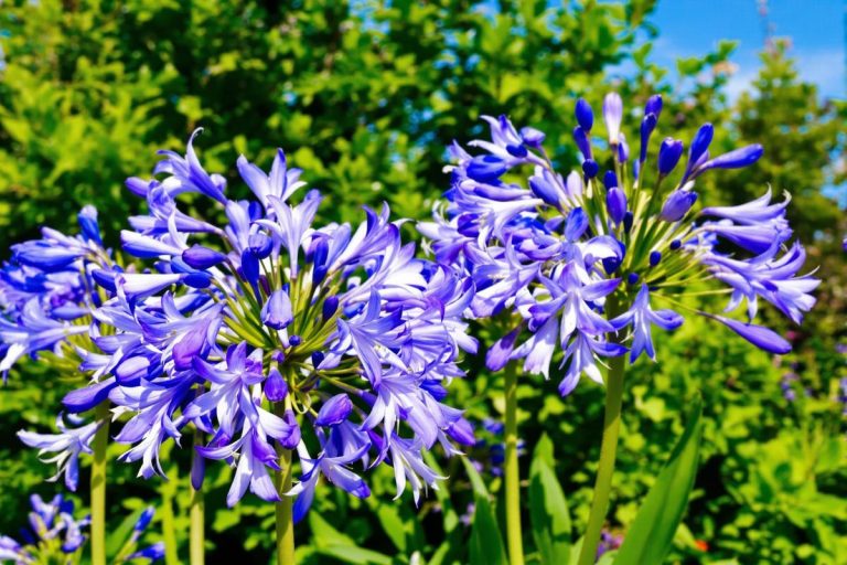 Faites fleurir vos agapanthes avec ce fertilisant simplement surprenant.jpg
