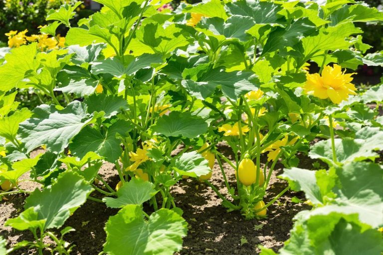 Maximisez votre récolte de courgettes en mai avec ce geste simple de 30 secondes.jpg