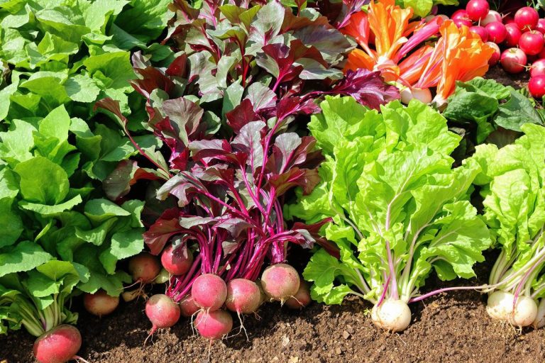 Après le 15 juin, je plante toujours ces 7 légumes : mes récoltes durent plus longtemps.jpg