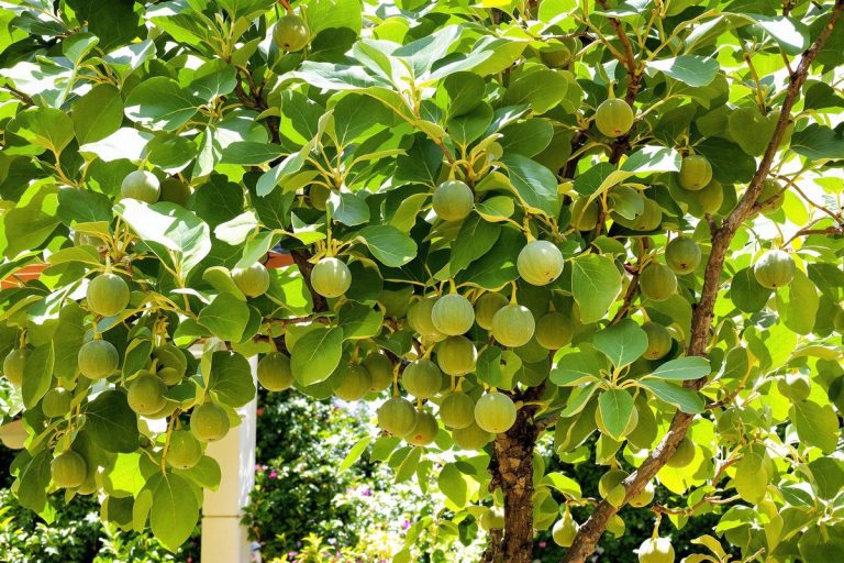 Ce petit arbre fruitier pousse partout, sans entretien : l’allié secret des jardiniers malins.jpg