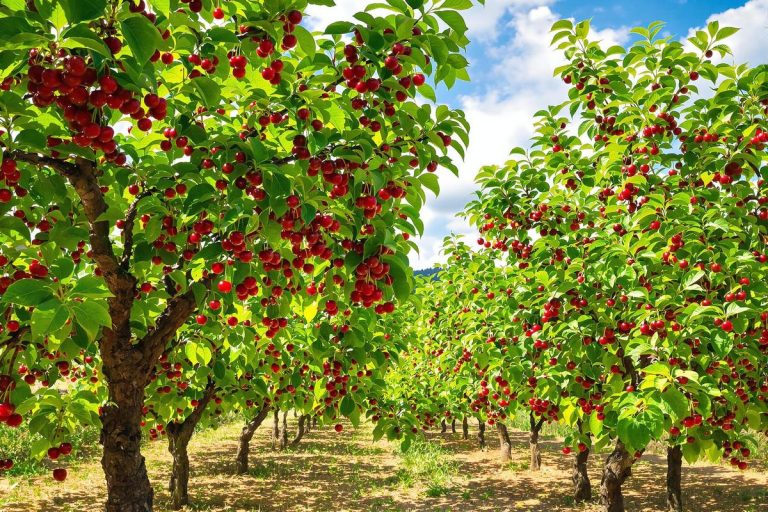 Cerises parfaites au jardin : l’astuce de juin pour une récolte bio, sans vers.jpg