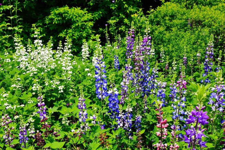 Ces 4 plantes améliorent la qualité du sol dans votre jardin.jpg