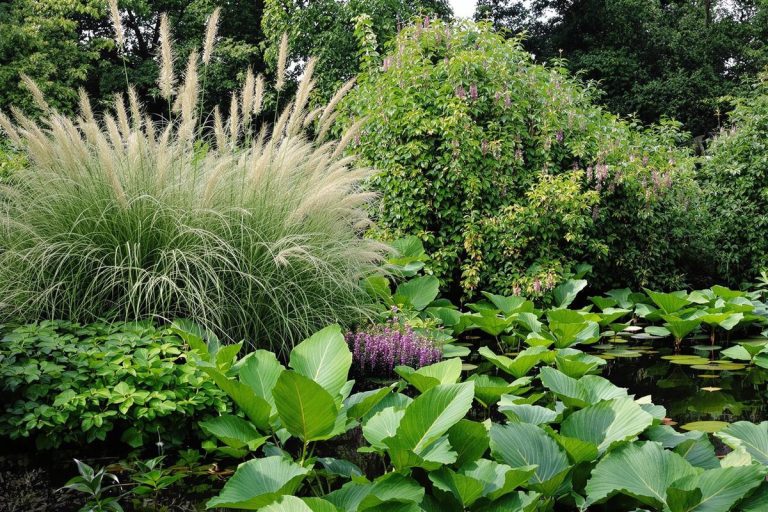 Ces 6 plantes qu'il est strictement interdit de faire pousser au jardin !.jpg
