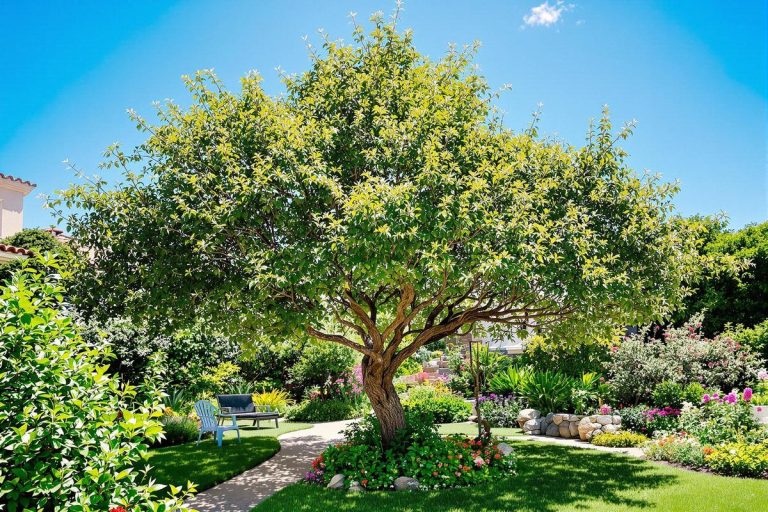 Cet arbre pousse à toute vitesse et crée un havre de fraîcheur même à 40°C.jpg