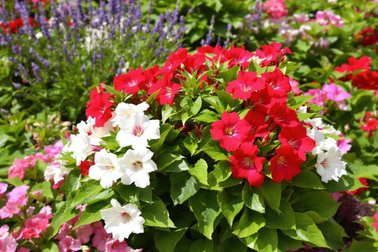 Cette fleur méconnue fleurit sans arrêt : elle enterre les roses dans vos jardinières.jpg