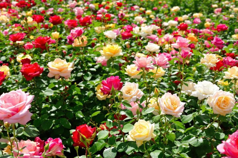 Comment l'intelligence artificielle optimise la culture des rosiers pour une floraison exceptionnelle.jpg