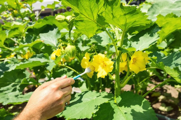 Des récoltes de courgettes comme jamais auparavant ? Le secret d'une pollinisation manuelle réussie.jpg