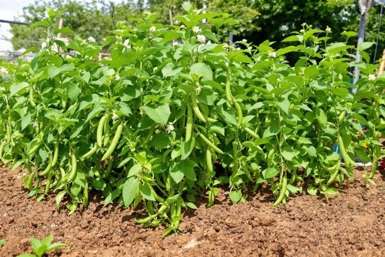 En juillet, ce geste simple booste votre récolte de haricots verts jusqu’à la fin de l’été.jpg