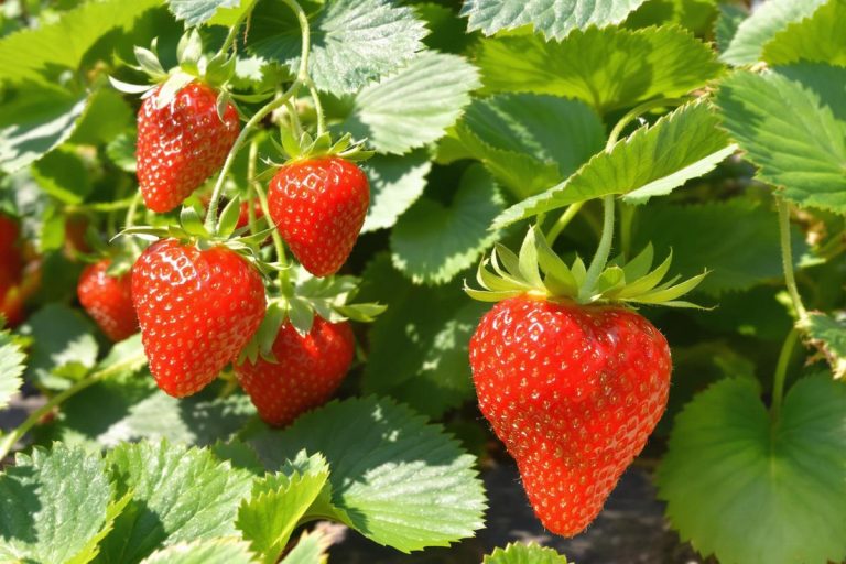 En juin, je fais toujours ce geste : mes fraises deviennent énormes et ultra sucrées.jpg