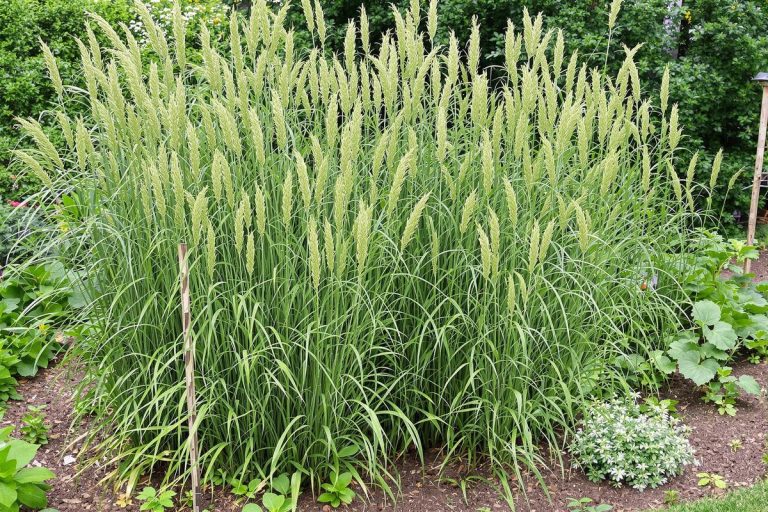 Envahie partout ? 5 astuces naturelles ultra efficaces pour éradiquer la prêle.jpg
