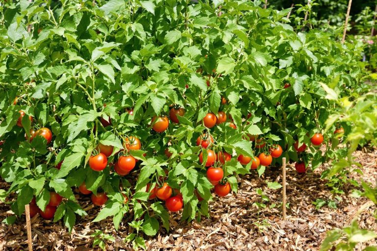 Envie de voir vos tomates grossir pendant tout l'été ? Le paillage qui fait toute la différence.jpg