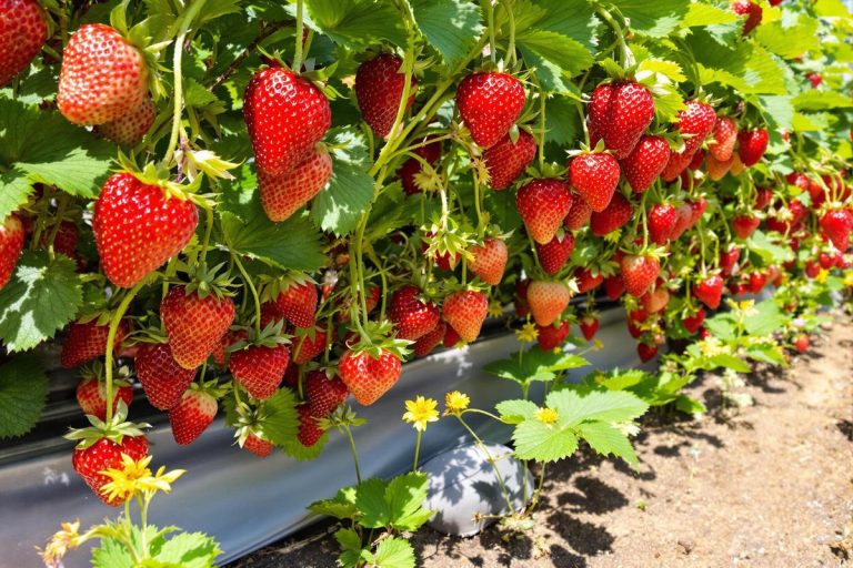 Fraises XXL : l’erreur fatale à ne pas faire en juillet (je l’ai apprise à mes dépens !).jpg