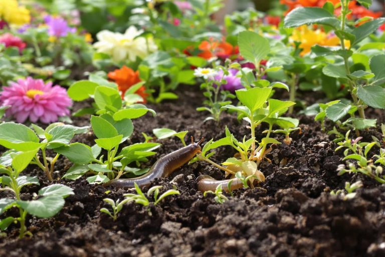J’ai arrêté de chasser les limaces et mon jardin s’en porte bien mieux.jpg