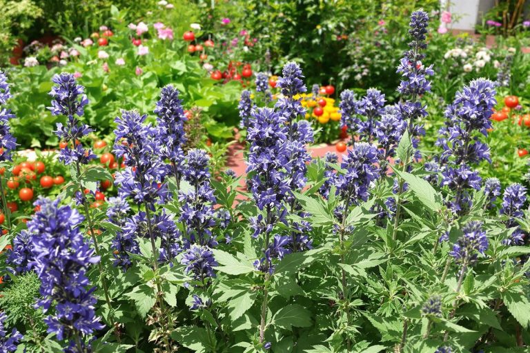 J’ai planté cette fleur près de mes salades : fini les chenilles, et ça marche !.jpg