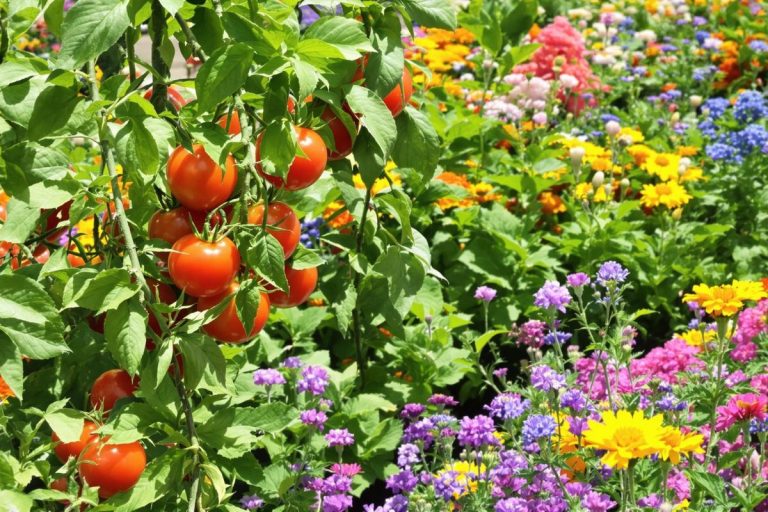 J'applique le secret de ma grand-mère : associer ces 7 plantes fait exploser mon potager.jpg