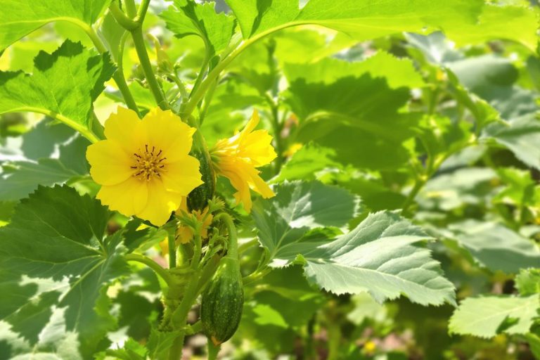 Je coupe certaines fleurs de mes courgettes (même si elles sont belles) : voilà pourquoi.jpg