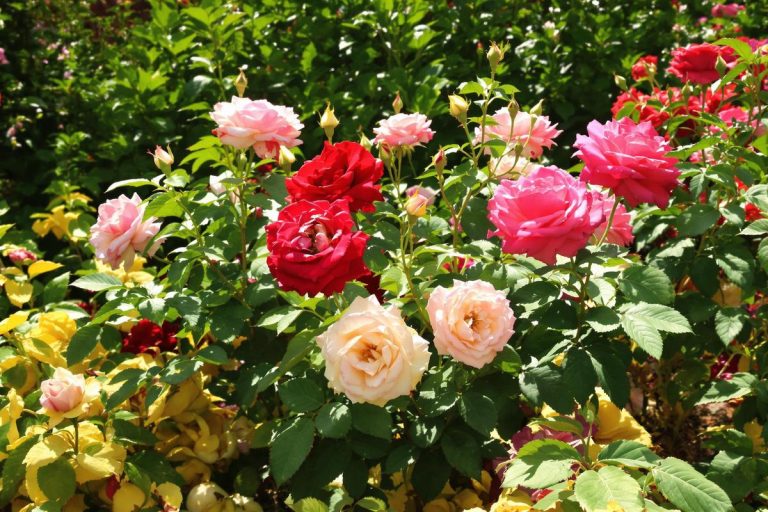 Je dépose toujours cet ingrédient au pied de mes rosiers en mai : leur floraison dure tout l’été.jpg