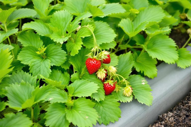 Je double mes fraises en un rien de temps grâce à cette astuce redoutablement simple.jpg