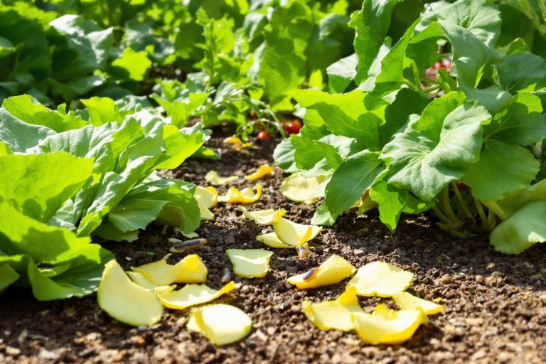 Je jetais ce fruit au compost… jusqu’à ce que je découvre son pouvoir anti-limaces !.jpg