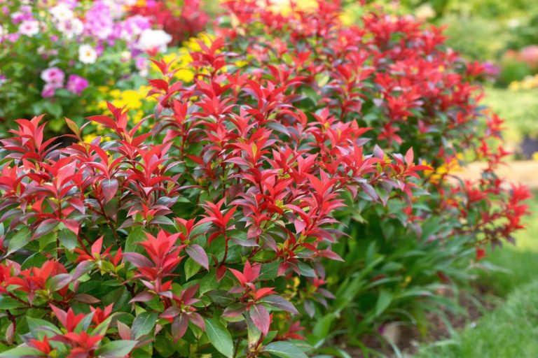 Je massacrais mes photinias sans le savoir : le bon moment pour les tailler enfin révélé .jpg