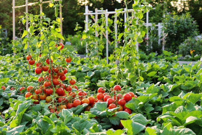 Je me suis laissé déborder par les récoltes : voici ce que je fais maintenant quand mes légumes poussent trop vite.jpg