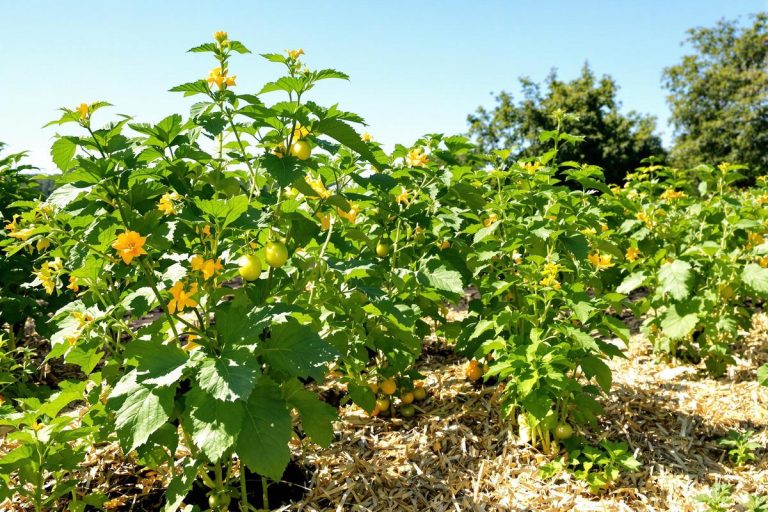 Je ne les arrose presque plus : ces fruits et légumes résistent à la canicule tout l’été.jpg