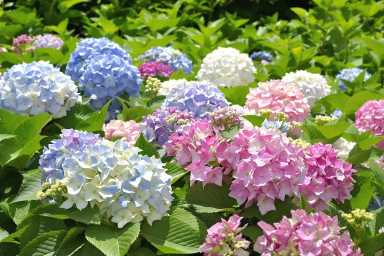 Je refuse désormais de tailler mes hortensias maintenant : voici l'erreur qui les fragilise.jpg