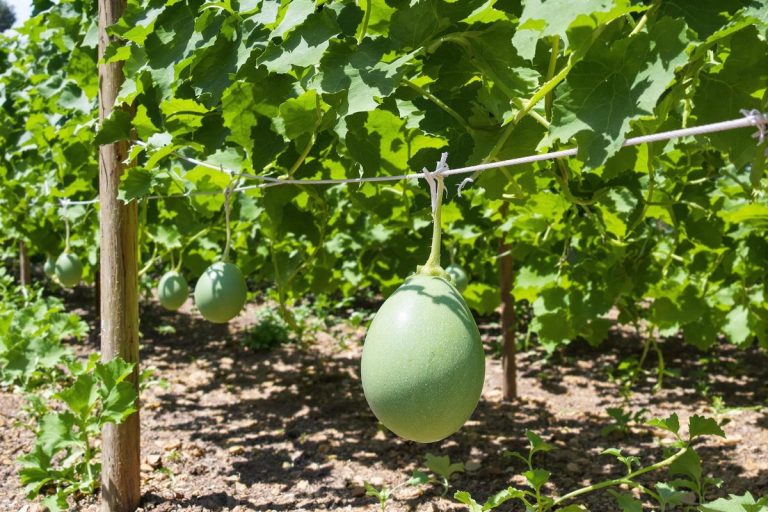 Je tends une corde à 30 cm du sol : c’est la meilleure méthode que j’ai trouvée pour guider mes melons.jpg