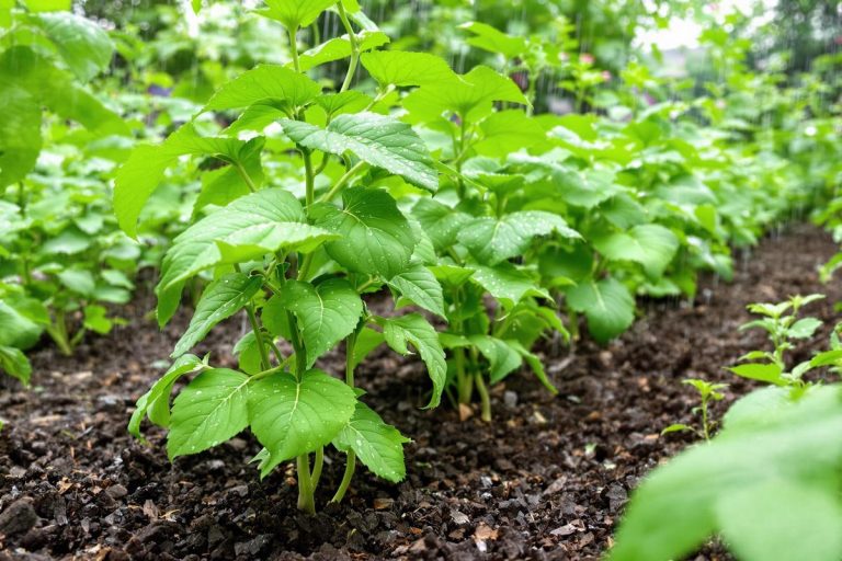 Juste après la pluie, je fais ce geste au potager : mes haricots produisent deux fois plus.jpg
