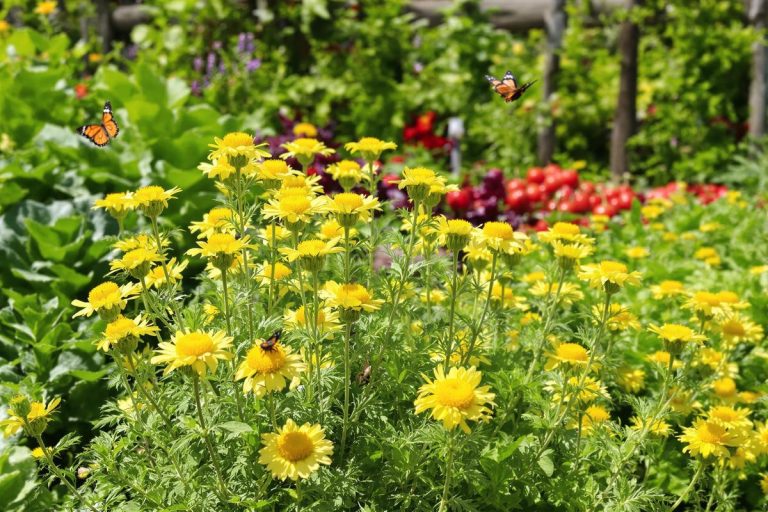 La fleur miracle que les limaces détestent: plantez-la au potager et mettez fin aux ravages.jpg