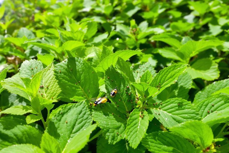 Les nouvelles techniques de biocontrôle pour lutter contre les pucerons en 2025.jpg
