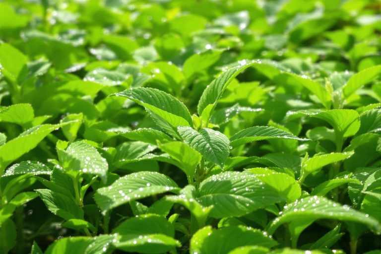 Les plantes génétiquement modifiées absorbent plus de CO2, une avancée majeure pour la lutte contre le changement climatique..jpg