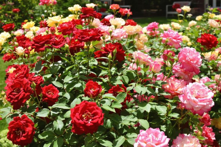 Les rosiers sans épines gagnent en popularité auprès des jardiniers amateurs en 2025.jpg