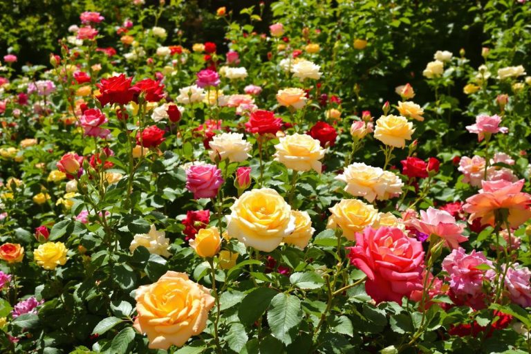 L'impact du changement climatique sur la floraison des rosiers en 2025.jpg