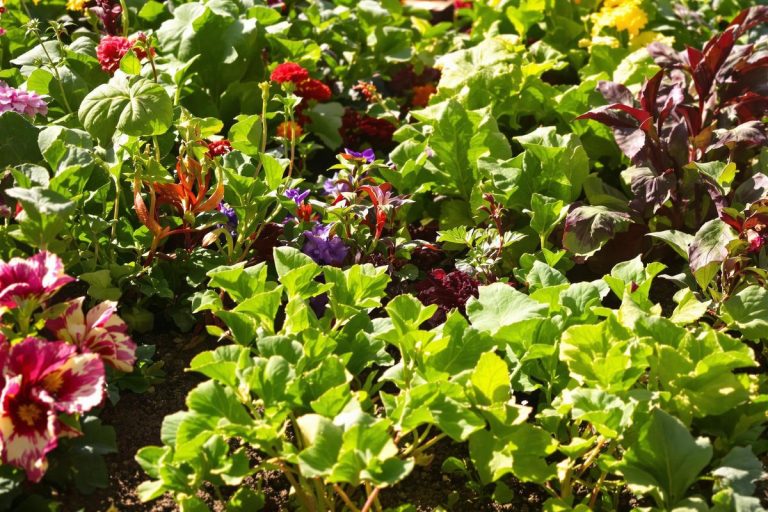 Ne laissez surtout pas les charançons envahir votre jardin : voici comment vous en débarrasser rapidement.jpg