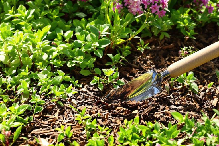 Nouvelle approche : comment se débarrasser des herbes envahissantes avec des solutions naturelles efficaces.jpg