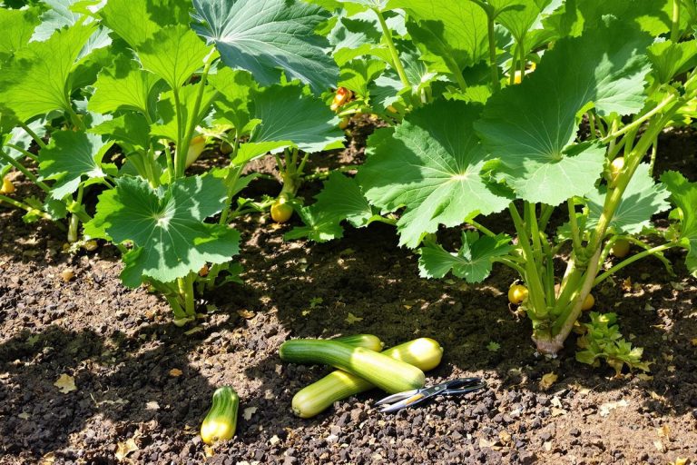 Pourquoi je coupe mes feuilles de courgettes dès juin (et ça change tout).jpg