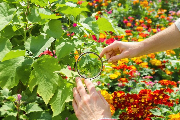 Pucerons au jardin : les 7 actions à faire absolument avant le 15 juin pour s’en débarrasser.jpg