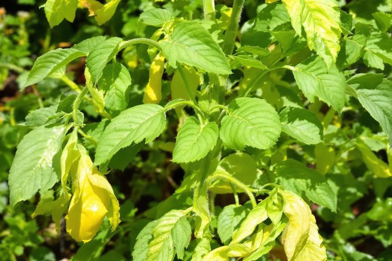 Pucerons et tomates : l’invasion commence début juin… mais ce mélange miracle les fait fuir en 48h.jpg