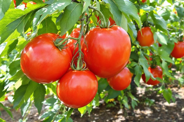 Tomates XXL : l’engrais naturel méconnu qui décuple vos récoltes .jpg