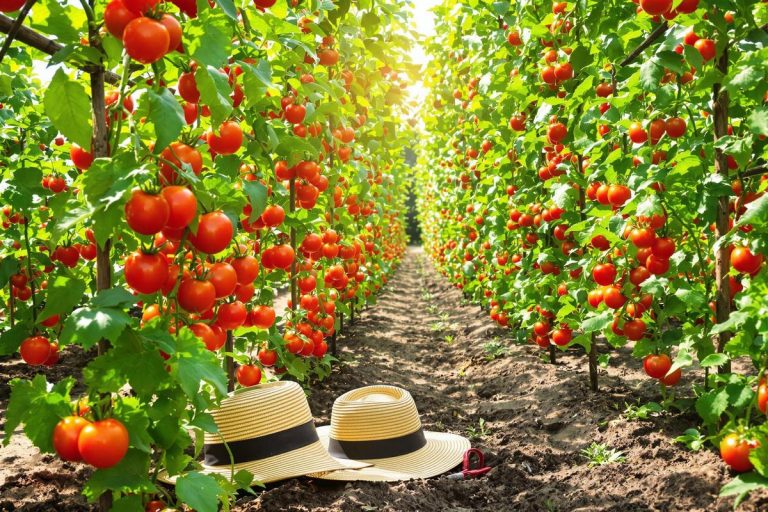 Voici la meilleure date pour planter vos tomates (et garantir une récolte abondante) .jpg