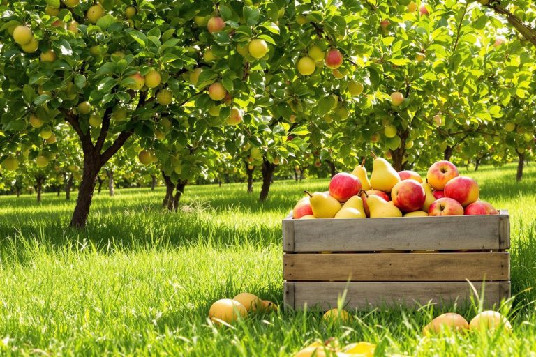 3 astuces surprenantes pour récolter pommes et poires sans stress hydrique cet été.jpg