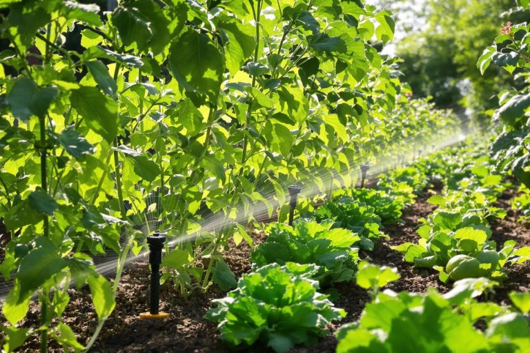 Arrosage futé : voici comment je garde mon potager vert sans gaspiller une goutte.jpg