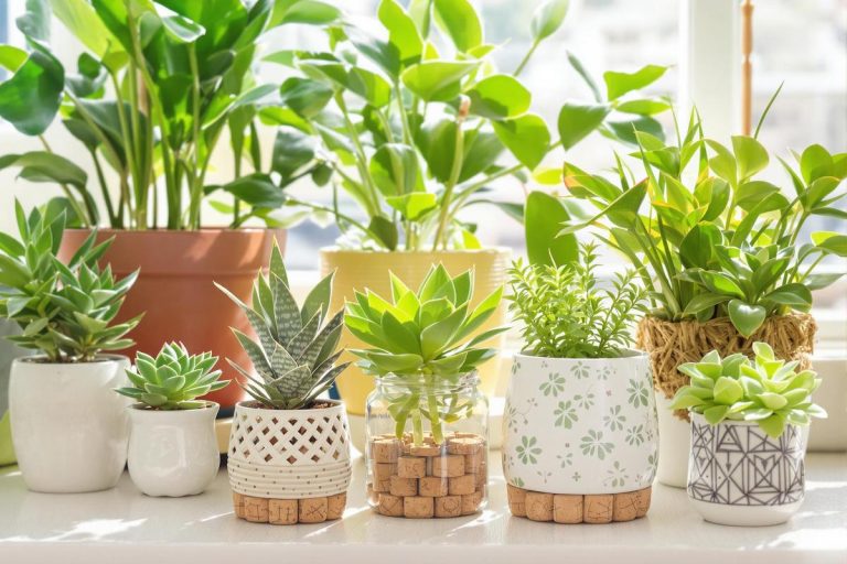 Cette astuce géniale avec des bouchons en liège révolutionne le drainage de vos plantes d'intérieur.jpg