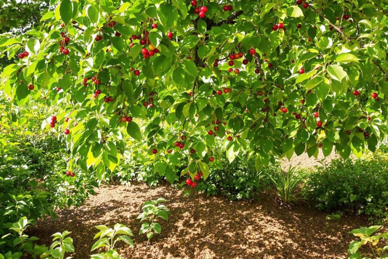 Comment nourrir son cerisier après la récolte ? Le geste clé pour des fruits plus gros l’année prochaine.jpg