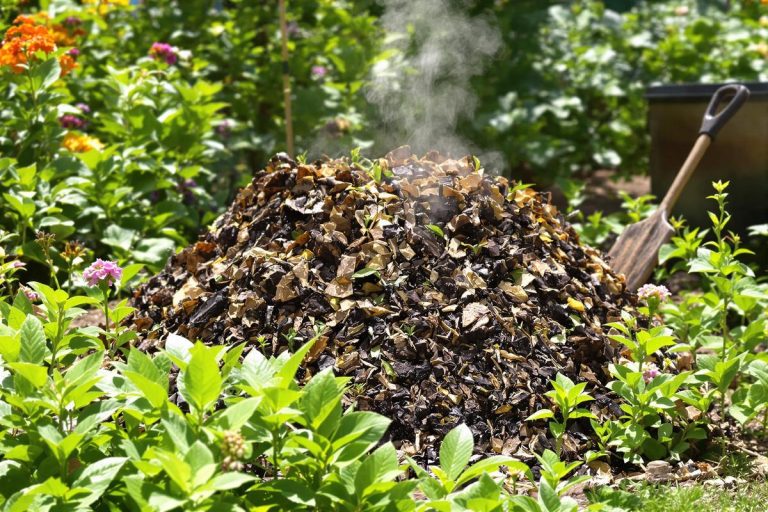 Compost en été : 5 erreurs (bêtes) qui tuent votre compost sans que vous le sachiez.jpg