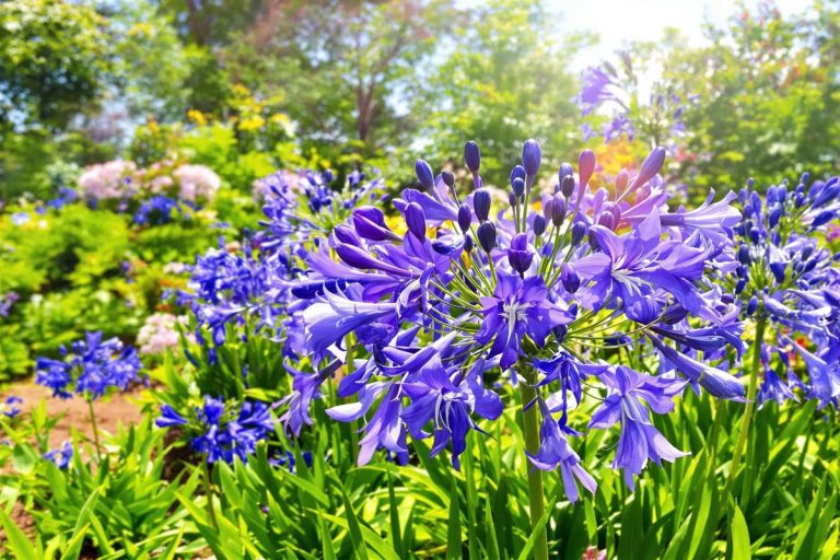 En juillet, j’arrose mes agapanthes ainsi et j’obtiens une explosion de fleurs sans engrais !.jpg