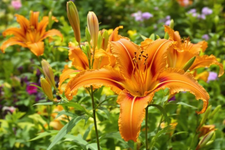 Incroyable ! Cette fleur semble sortie d’un rêve et il faut la planter MAINTENANT.jpg