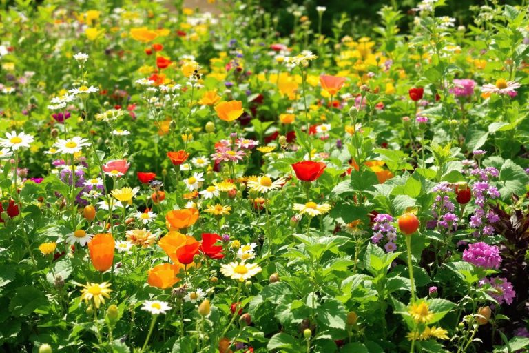 J’ai laissé pousser une fleur sauvage… Mon potager ne s’en remet pas !.jpg