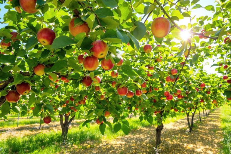J’ai sauvé mes pommes cet été grâce à 3 gestes simples contre la canicule.jpg